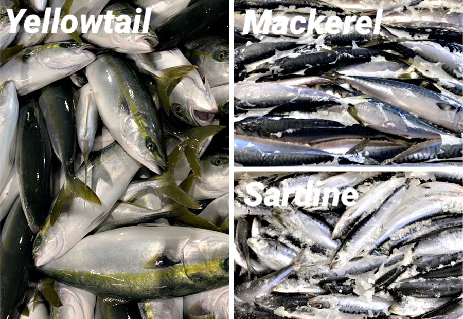 Frozen Fish(Seafood)｜First International Corporation