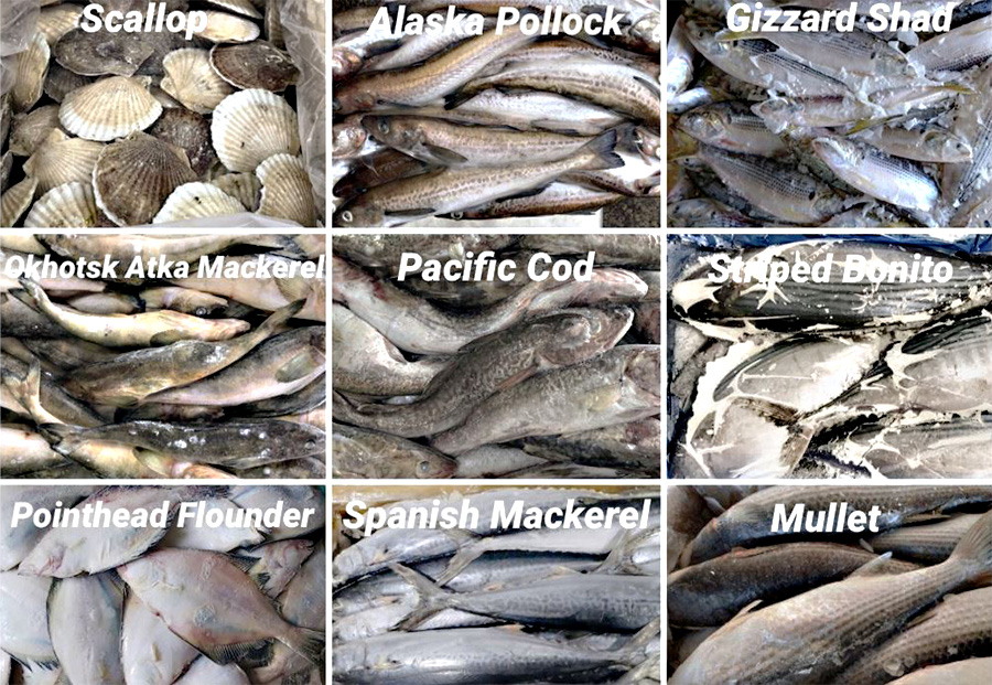 Frozen Fish(Seafood)｜First International Corporation